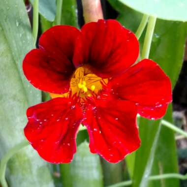 Tropaeolum majus