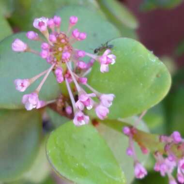 Portulacaria Afra