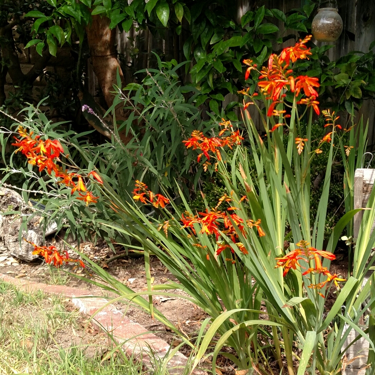 plant image 789592 plant image 789592