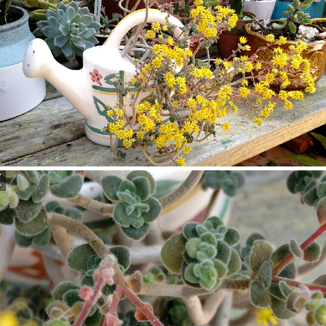 Plant image Aichryson