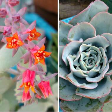 Echeveria Blue Metal