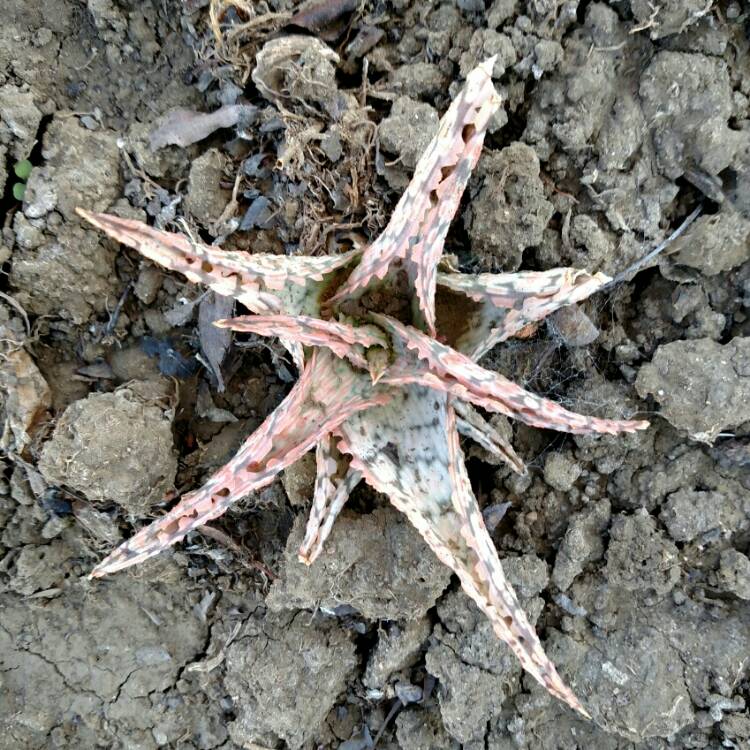 plant image 795305 plant image 795305