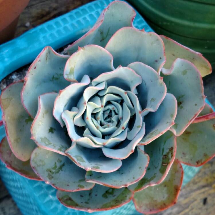 plant image 795331