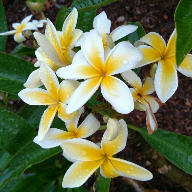 Plant image Hymenosporum flavum
