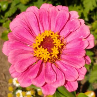 Zinnia elegans