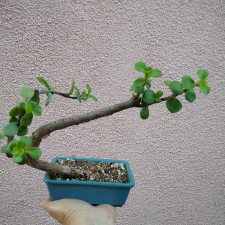 plant image 807498