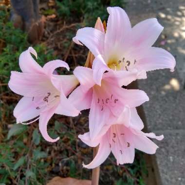 Amaryllis belladonna