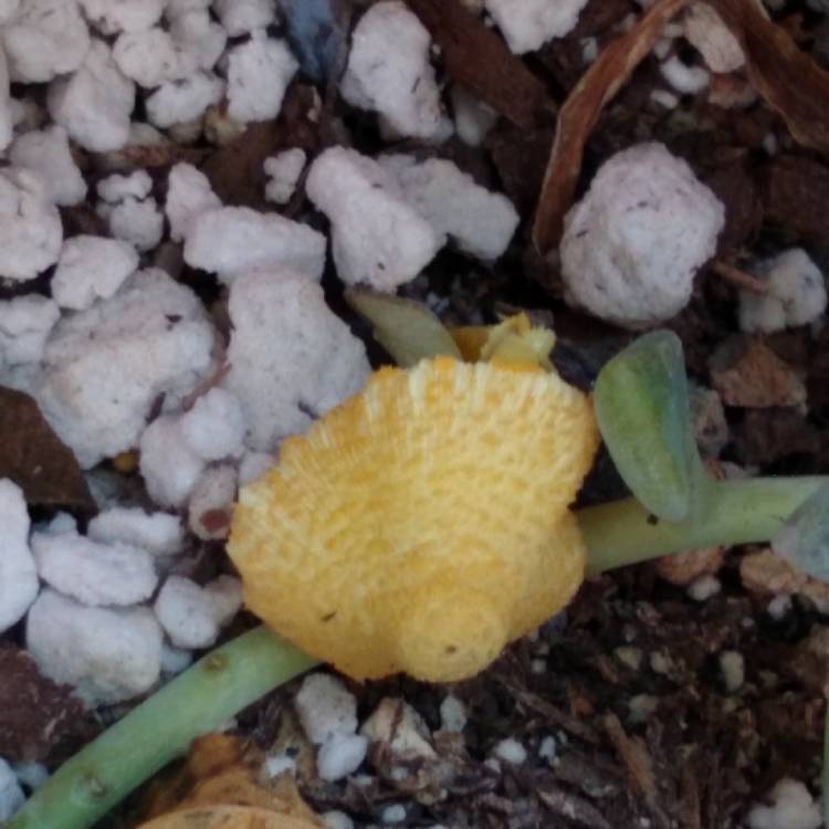 Plant image Leucocoprinus birnbaumii