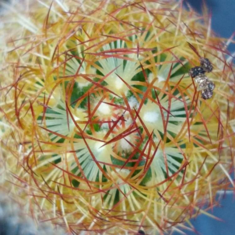 plant image 826013 plant image 826013