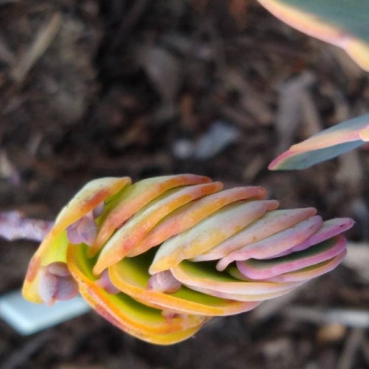 Plant image Kalanchoe marnieriana