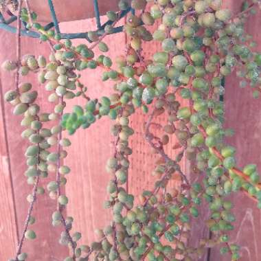 Sedum Stahlii