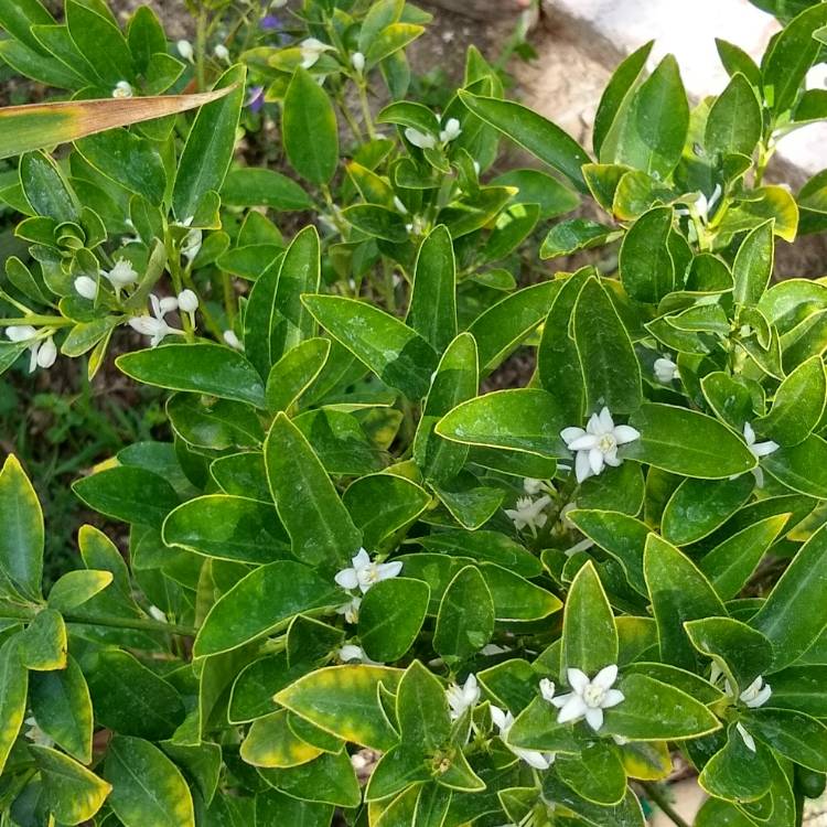 Plant image Fortunella crassifolia 'Meiwa'