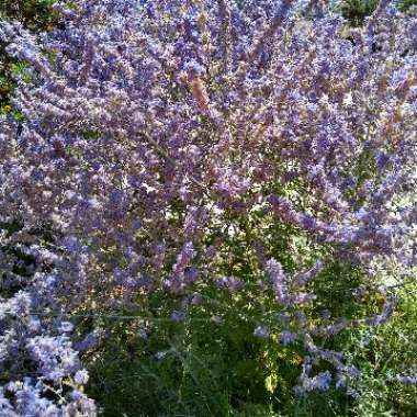 Salvia 'Blue Spire' syn. Perovskia 'Blue Spire'