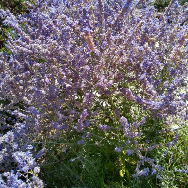 Plant image Salvia 'Blue Spire' syn. Perovskia 'Blue Spire'
