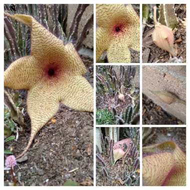 Stapelia gigantea