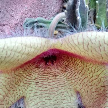 Stapelia gigantea