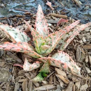 Aloe hybrid 'Pink Blush'