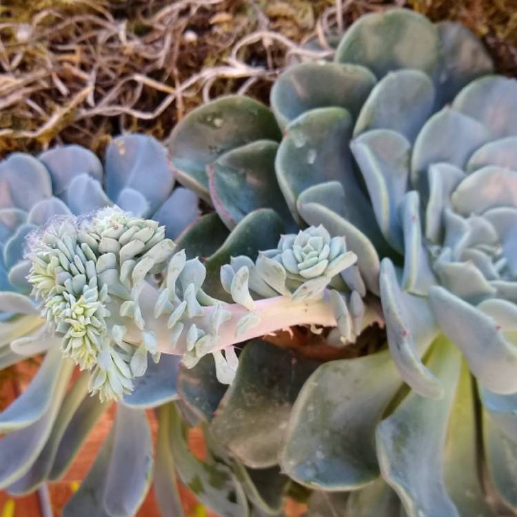 plant image 841841 plant image 841841