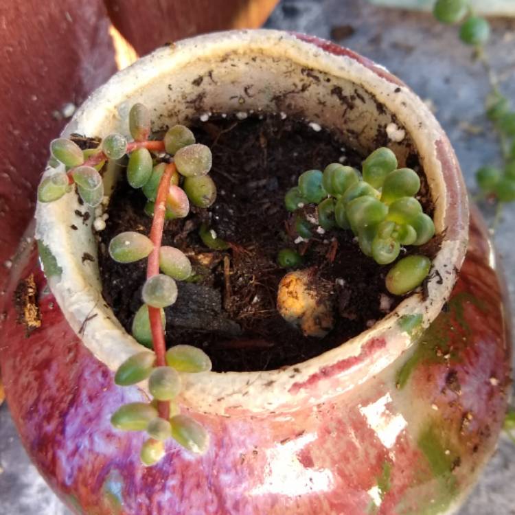 plant image 841846