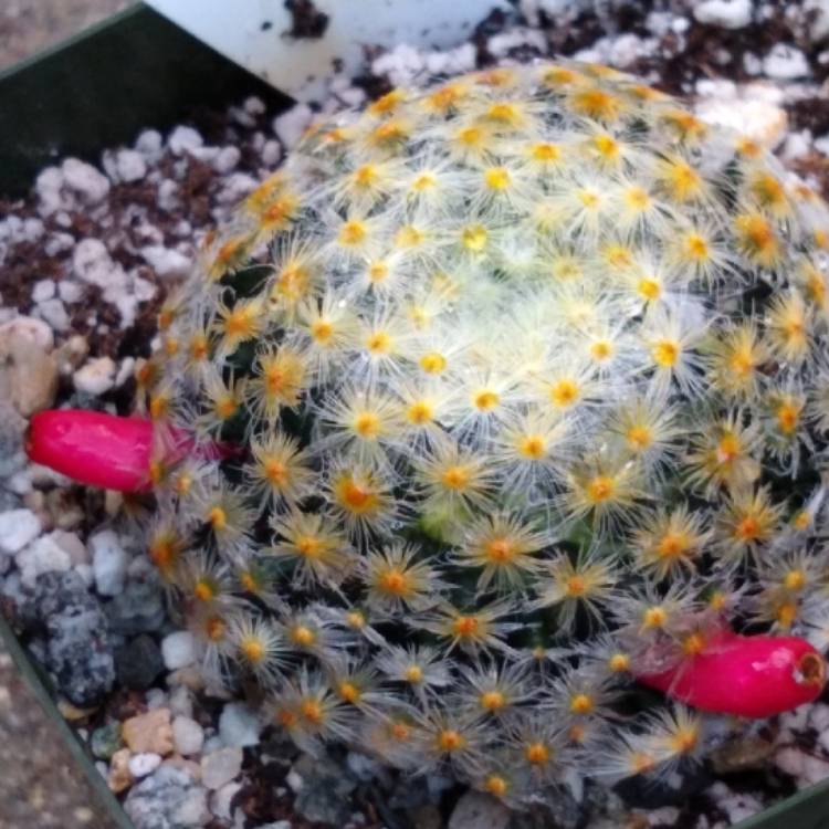 plant image 844301