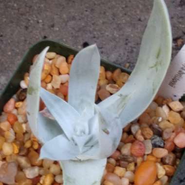 Dudleya brittonii