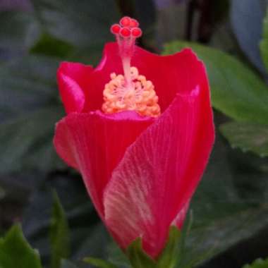 Hibiscus rosa-sinensis 'Painted Lady'