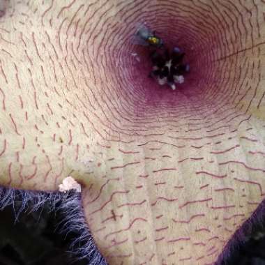 Stapelia gigantea