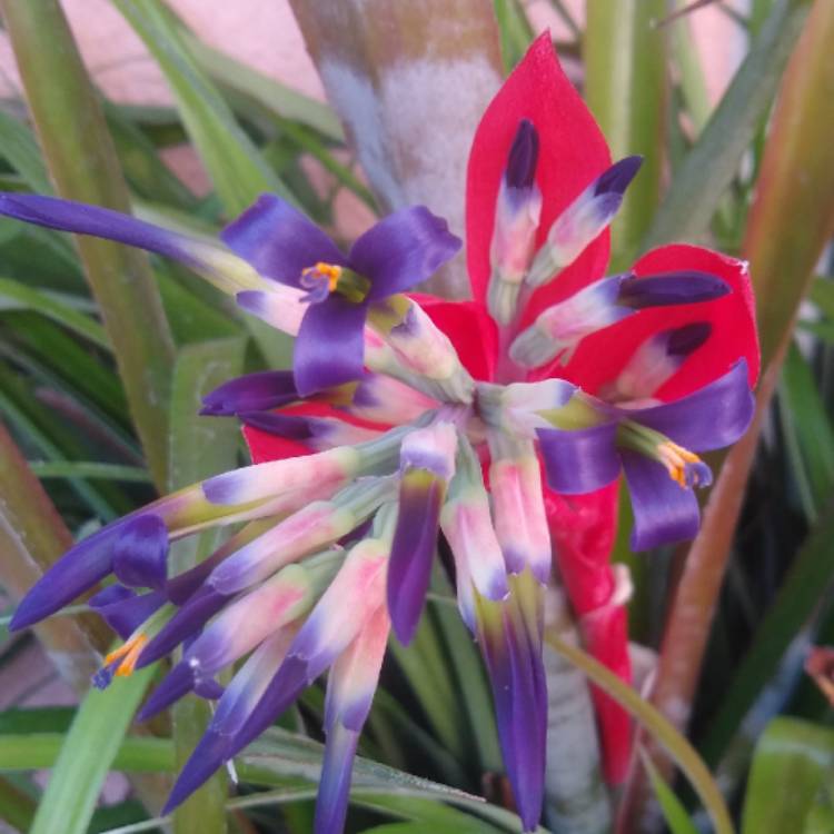 plant image 857628 plant image 857628