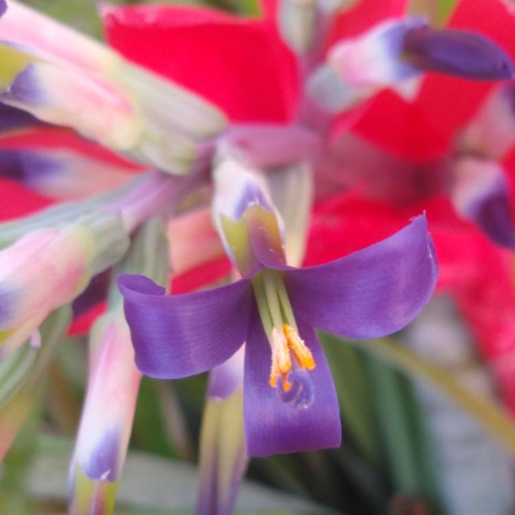 plant image 857632 plant image 857632