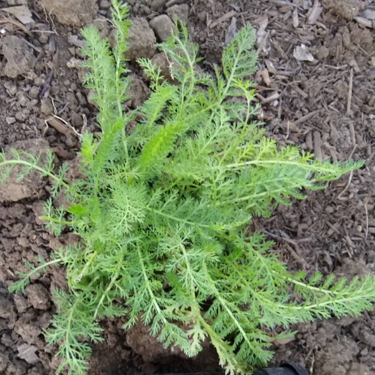plant image 860728