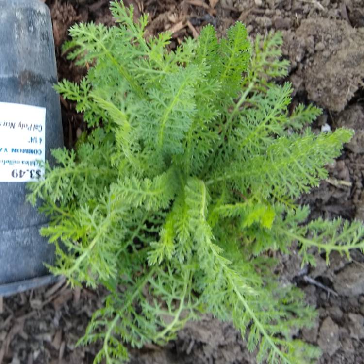 plant image 860730