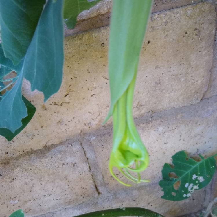 plant image 861138