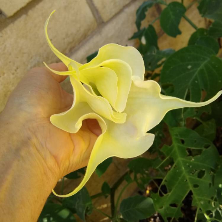 plant image 866835