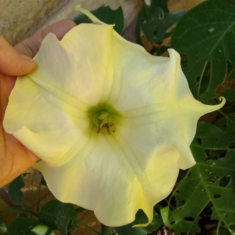 plant image 866837