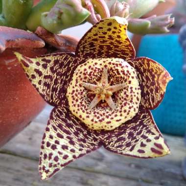 Orbea variegata