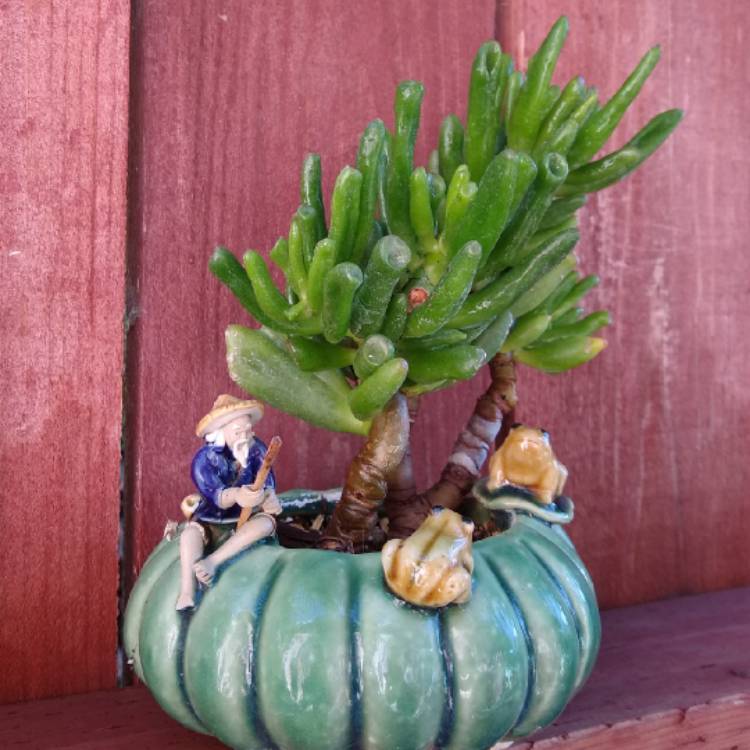 Plant image Crassula ovata 'Gollum'
