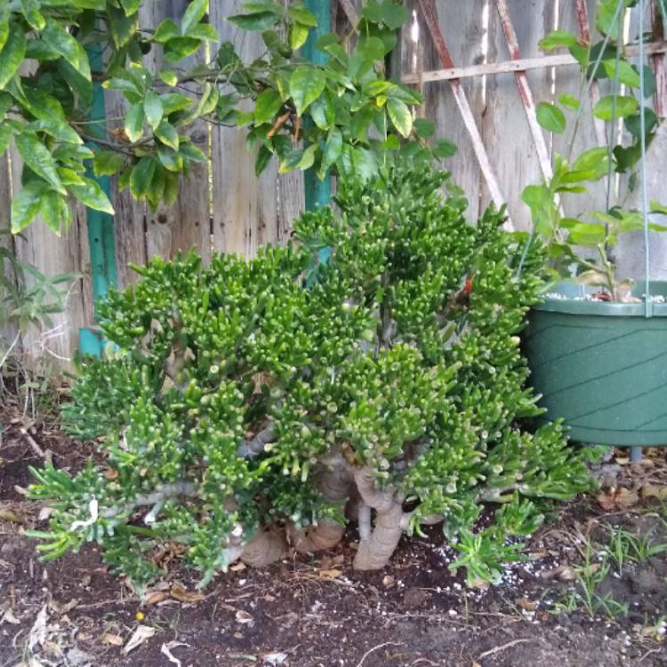Plant image Crassula ovata 'Gollum'