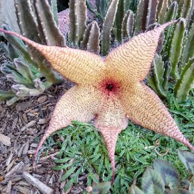 Stapelia gigantea