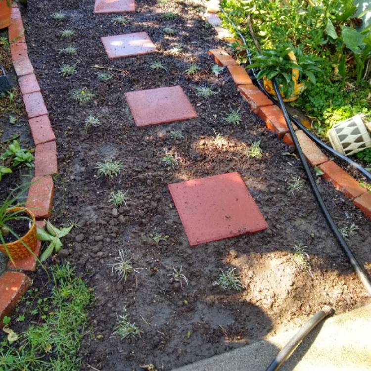 plant image 877086 plant image 877086