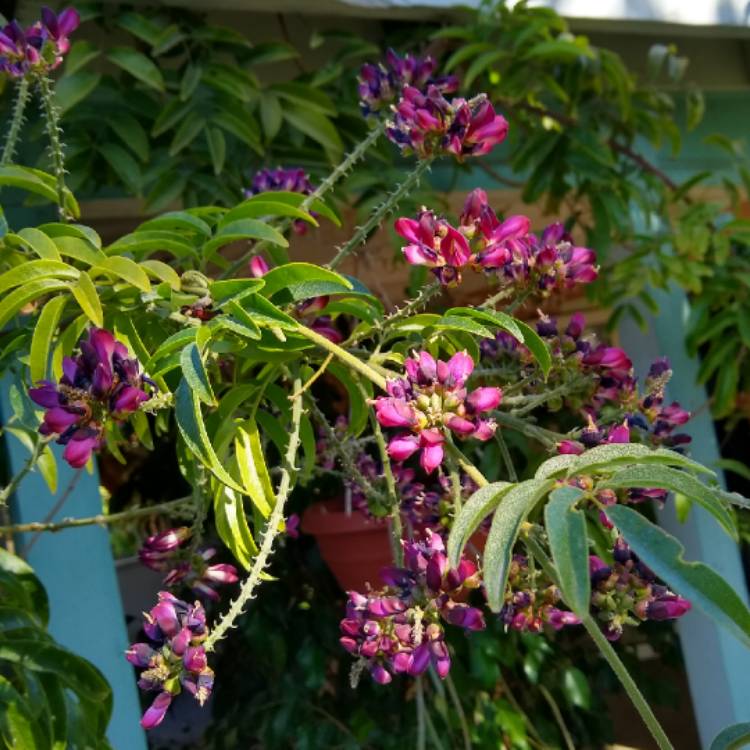 plant image 878122 plant image 878122