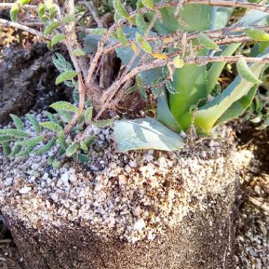 Crassula 'Surprise Party'