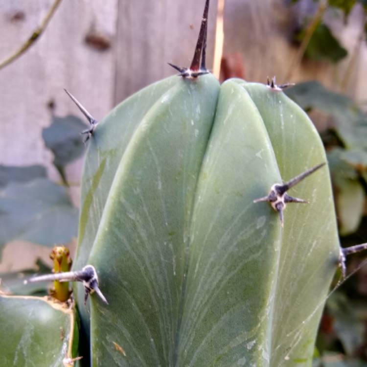 plant image 883049 plant image 883049