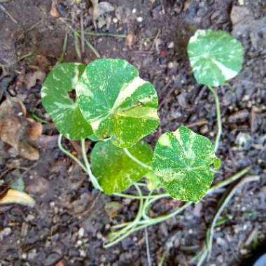 Tropaeolum majus 'Alaska Mix'