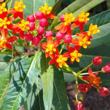 Asclepias curassavica