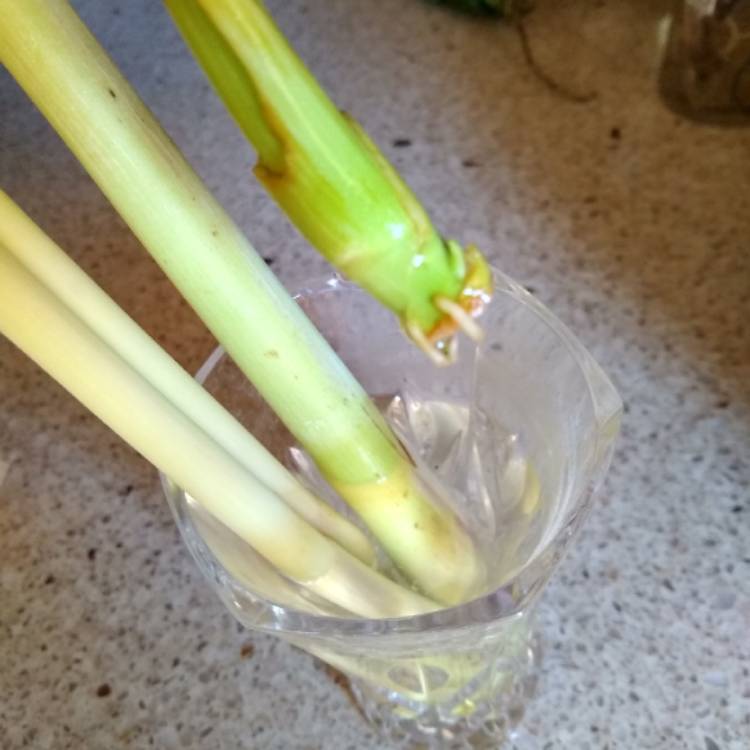 Plant image Cymbopogon citratus