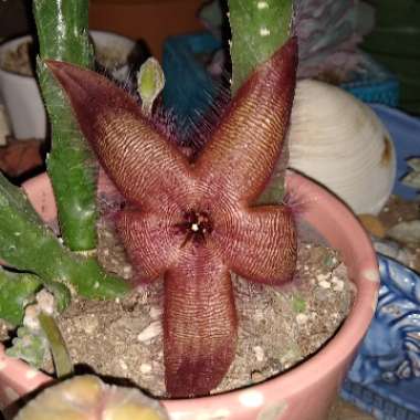 Stapelia hirsuta
