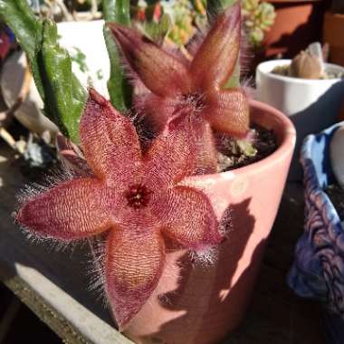 Stapelia hirsuta