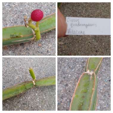 Cissus quadrangularis