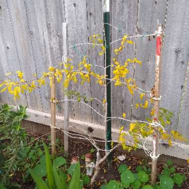 Punica granatum
