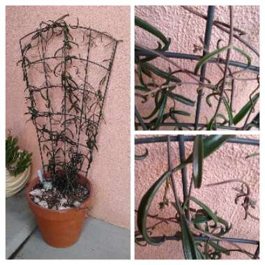 Kalanchoe Black Widow